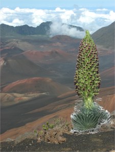 silversword
